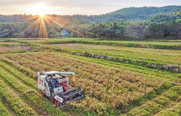 市九派城鄉(xiāng)集團(tuán)下屬九派農(nóng)墾公司2024年油菜籽銷(xiāo)售項(xiàng)目詢價(jià)公告